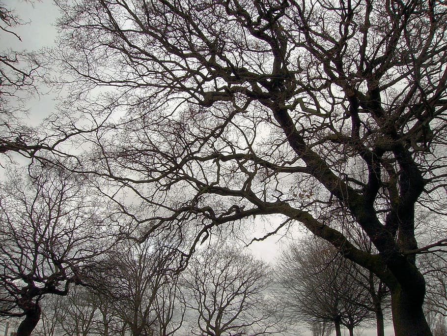 trees, nature, landscape, branches, bare, scenery, outdoor HD wallpaper