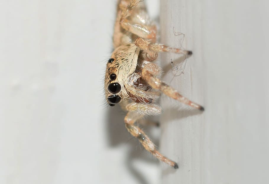 Spider, Nature, Insects, Macro, one animal, animal themes, no people HD wallpaper