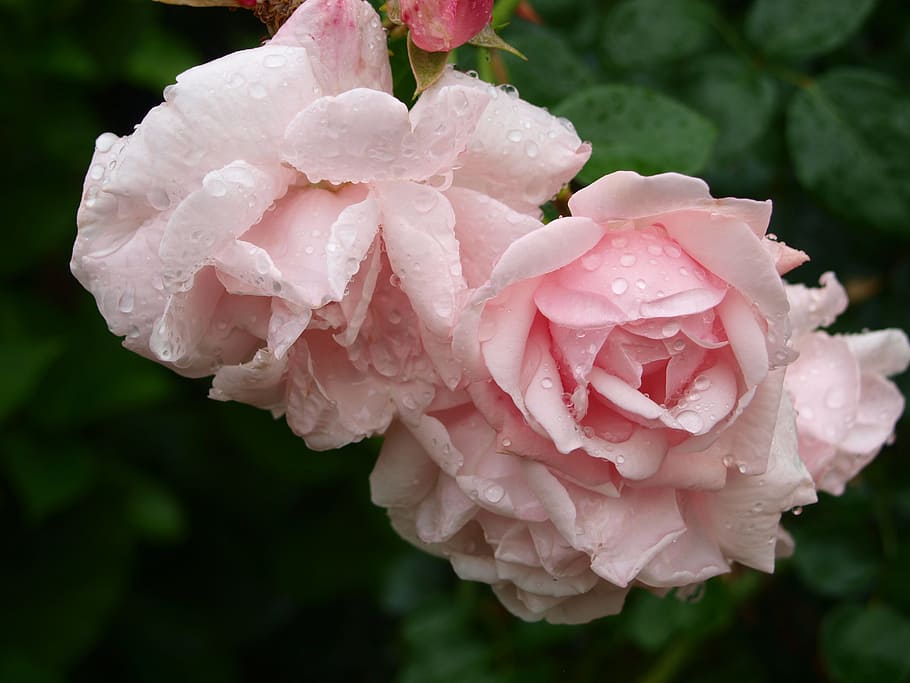 rose, pink, drip, rain, summer, flower, flowering plant, beauty in nature HD wallpaper