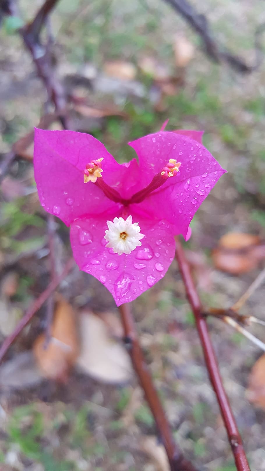 flora, pink, flower, spring, nature, summer, blossom, plant HD wallpaper