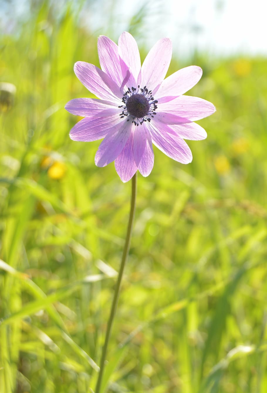 flower, violet, light, sun, colorful flowers, spring, anemone HD wallpaper