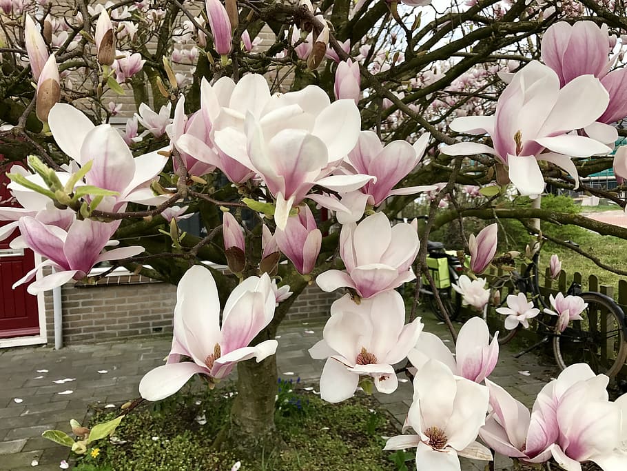 magnolia, garden, bloom, spring, nature, netherlands, blossom HD wallpaper