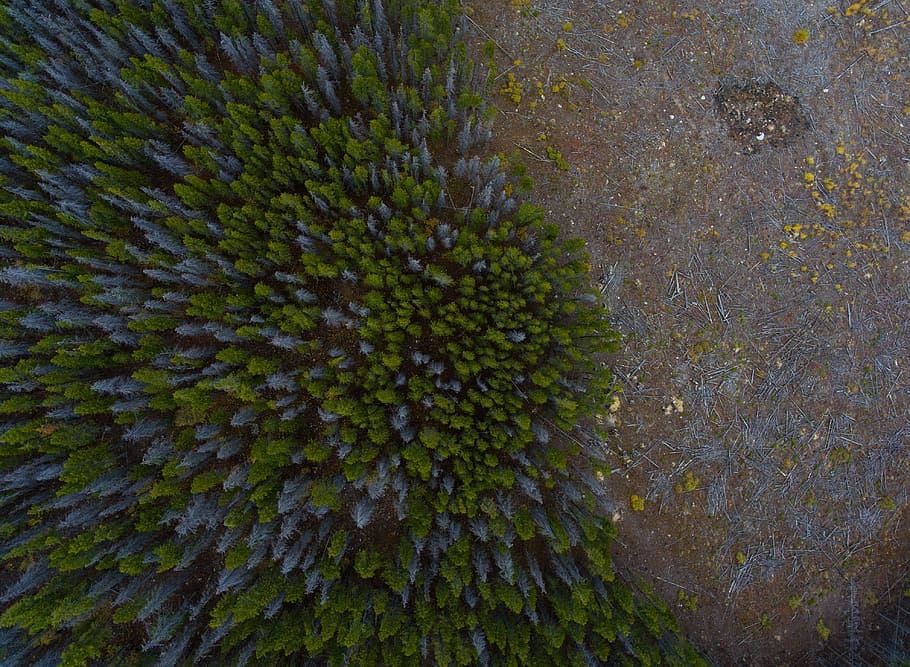 top view photography of green trees, high, angle, plant, aerial HD wallpaper