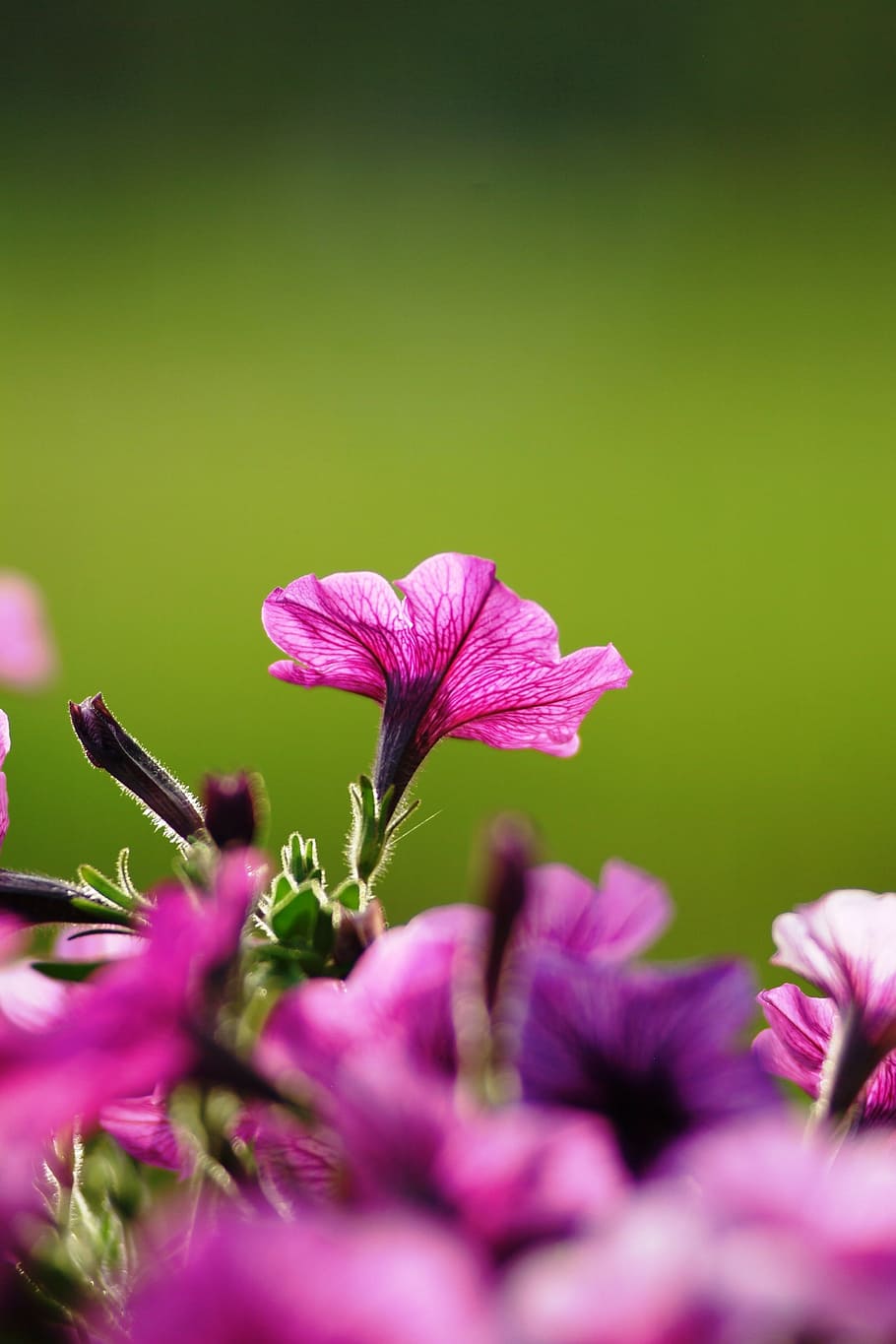 flowers, violet, camera, background, fragility, purple, nature HD wallpaper