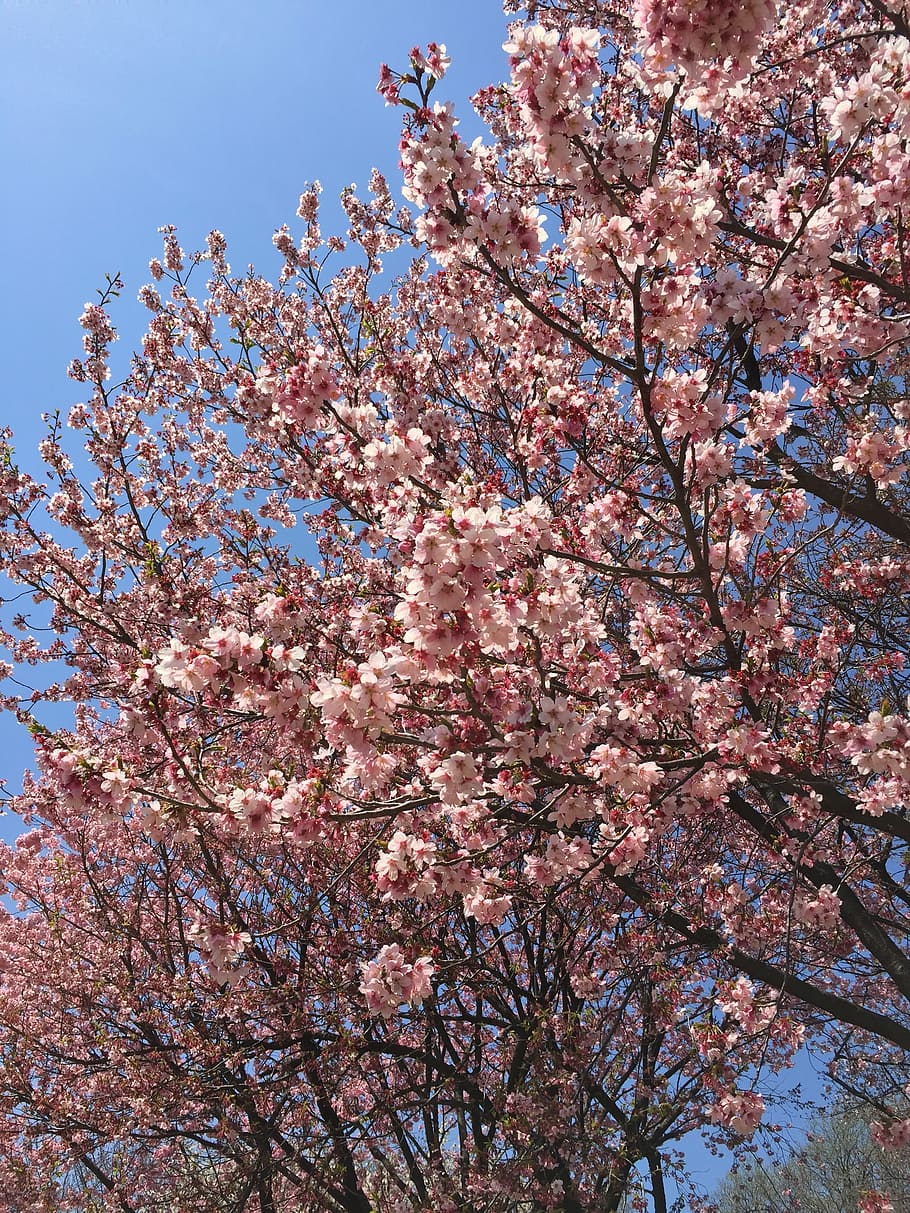 tokyo, spring, cherry, blossom, flower, outdoor, park, japanese HD wallpaper