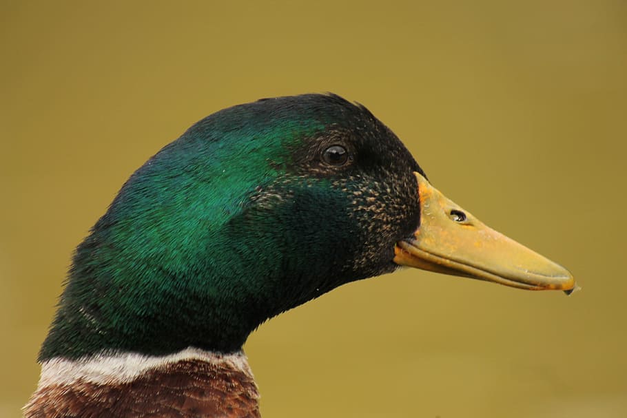 duck, bird, beak, feathers, animal, animal themes, animal wildlife HD wallpaper