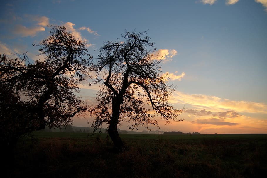 abendstimmung, landscape, tree, twilight, sunset, silhouette HD wallpaper