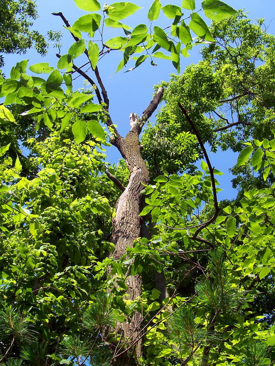tree, green, blue, sky, background, green leaves, leafy, branches HD wallpaper
