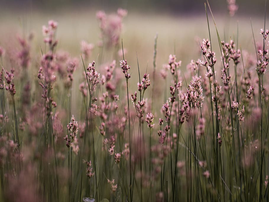 selective focus photo of pink petaled flower bed, pink petaled flowers on field HD wallpaper