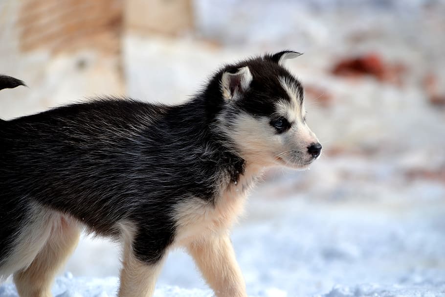 black and whtie Siberian husky on snow field, huskies, sled, dogs