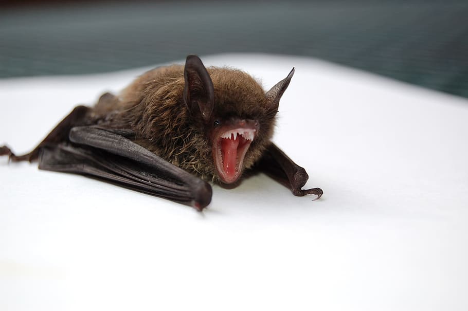 brown and black bat opening mouth, brown and black b at, brown bat