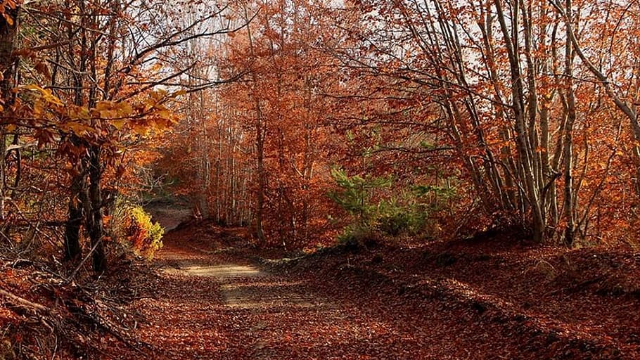 pathway surrounded by trees, forest, nature, green, environment HD wallpaper