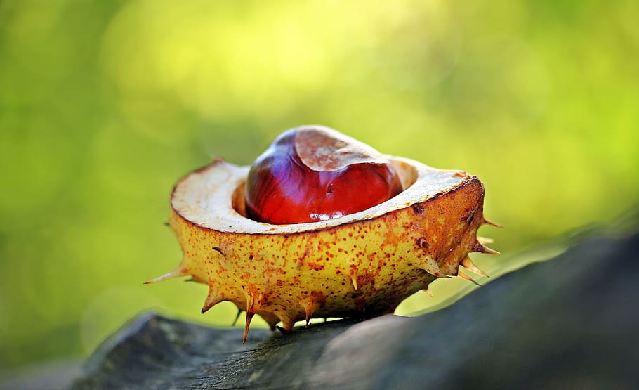 close up photography red and orange spiky fruit, chestnut, autumn HD wallpaper