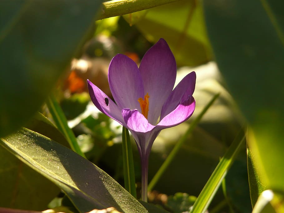 crocus, spring, purple, plant, blossom, bloom, garden, meadow HD wallpaper
