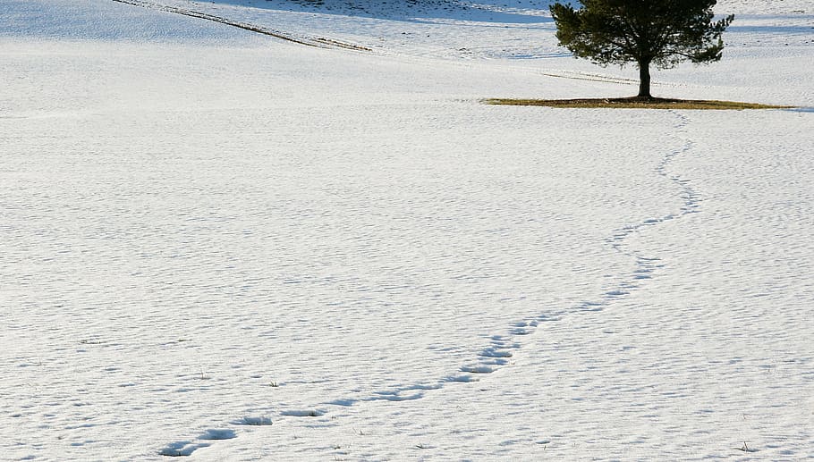 green leafed tree surrounded by snow during daytime, winter HD wallpaper