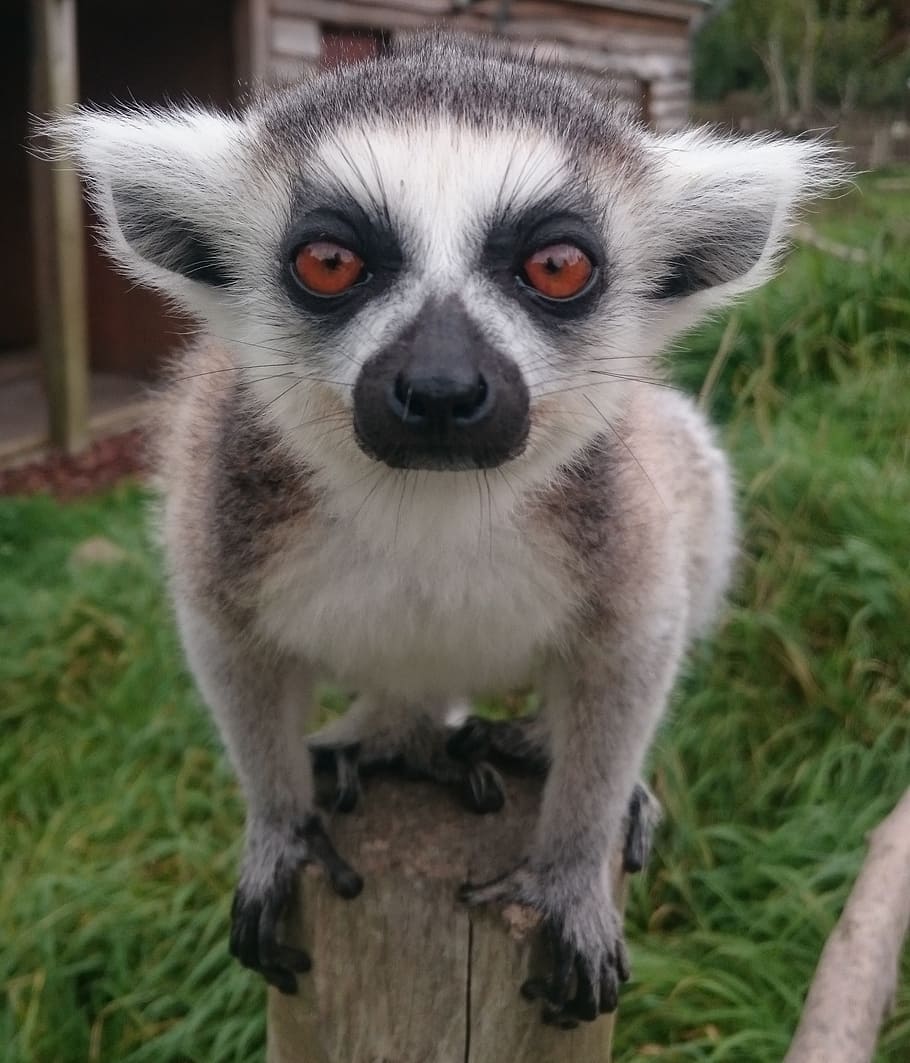monkey, primate, mammal, animal, cute, lemur, wildlife, zoo HD wallpaper