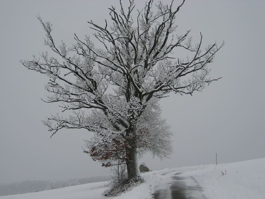 snow, wintry, tree, winter, nature, forest, cold - Temperature HD wallpaper