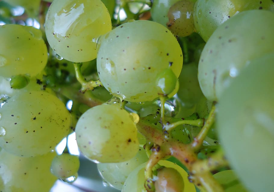 grapes, fruit, white, green, sweet, eat, fruits, vine, garden HD wallpaper