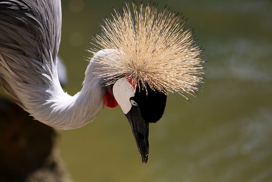 crowned crane, crest, head, closeup, animal themes, animal wildlife HD wallpaper