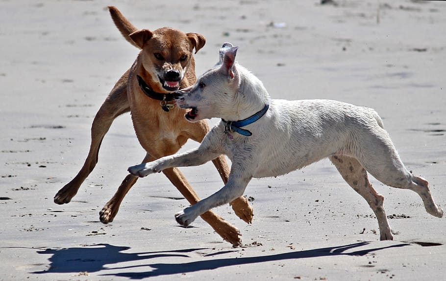 two dogs running on sand during daytime, play, beach, dangerous, HD wallpaper