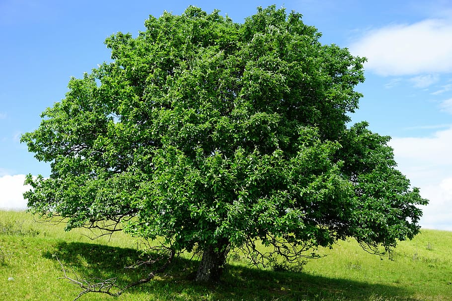 tree on side of hill, single standing, rand ecker maar, real whitebeam HD wallpaper