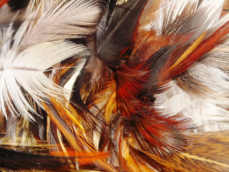 feather, chicken, white, orange, red, close-up, bird, animal themes HD wallpaper