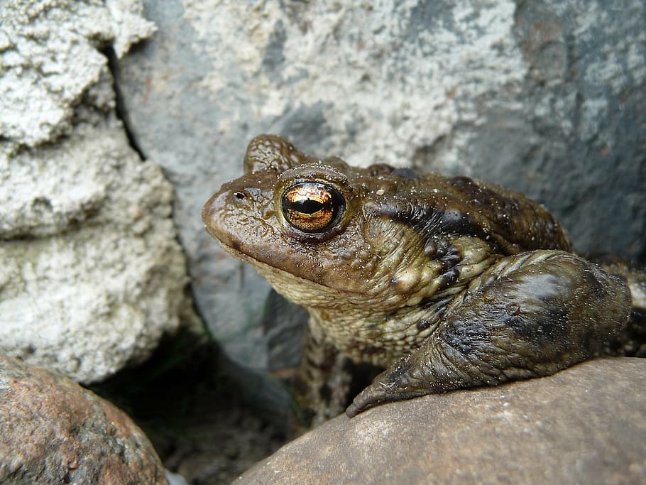 toad, common toad, bufo bufo, nature, garden, animal lover HD wallpaper