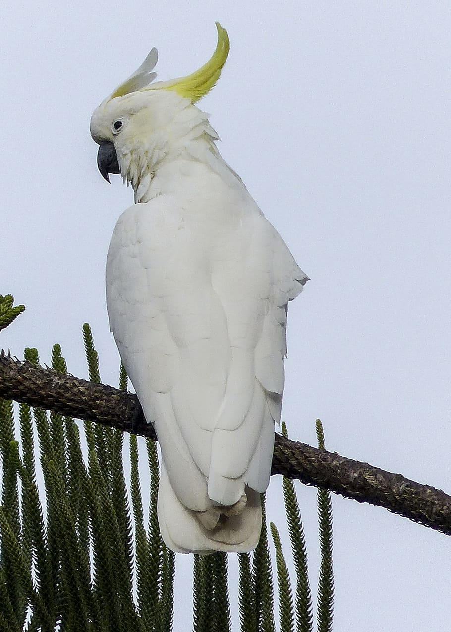 cockatoo, white, yellow, bird, intelligent, smart, parrot, wildlife HD wallpaper