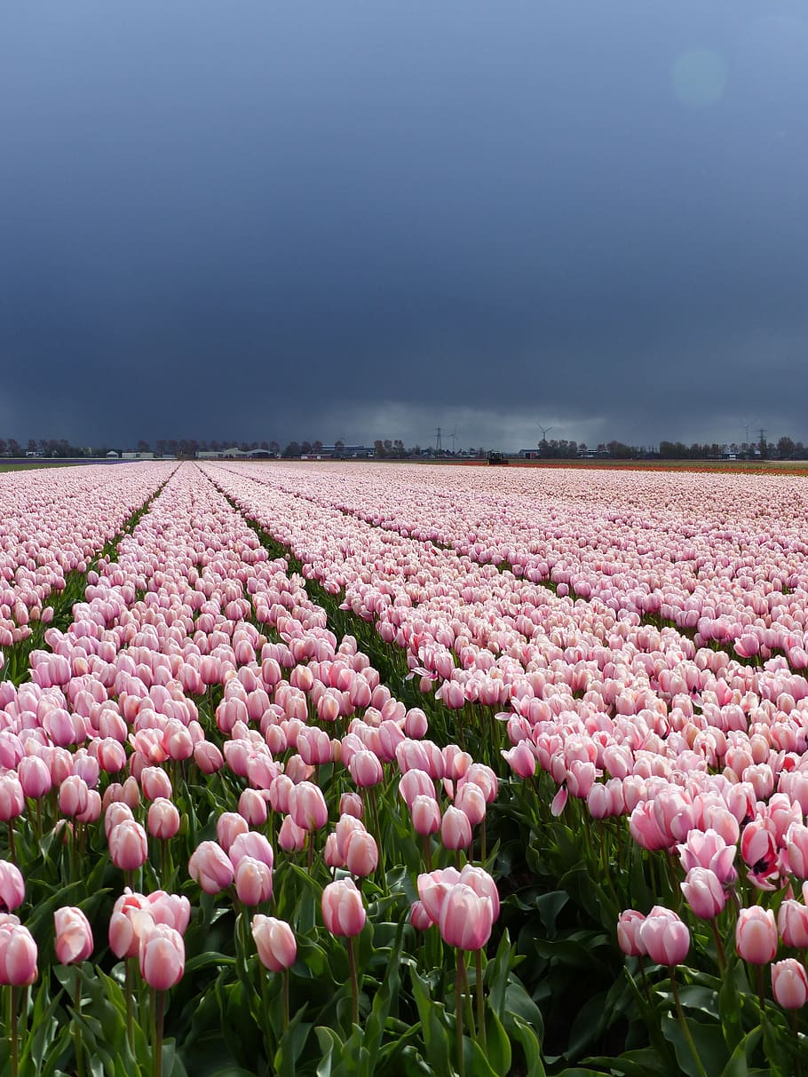 pink tulip flower field under blue and grey sky, Flowers, Tulips, HD wallpaper