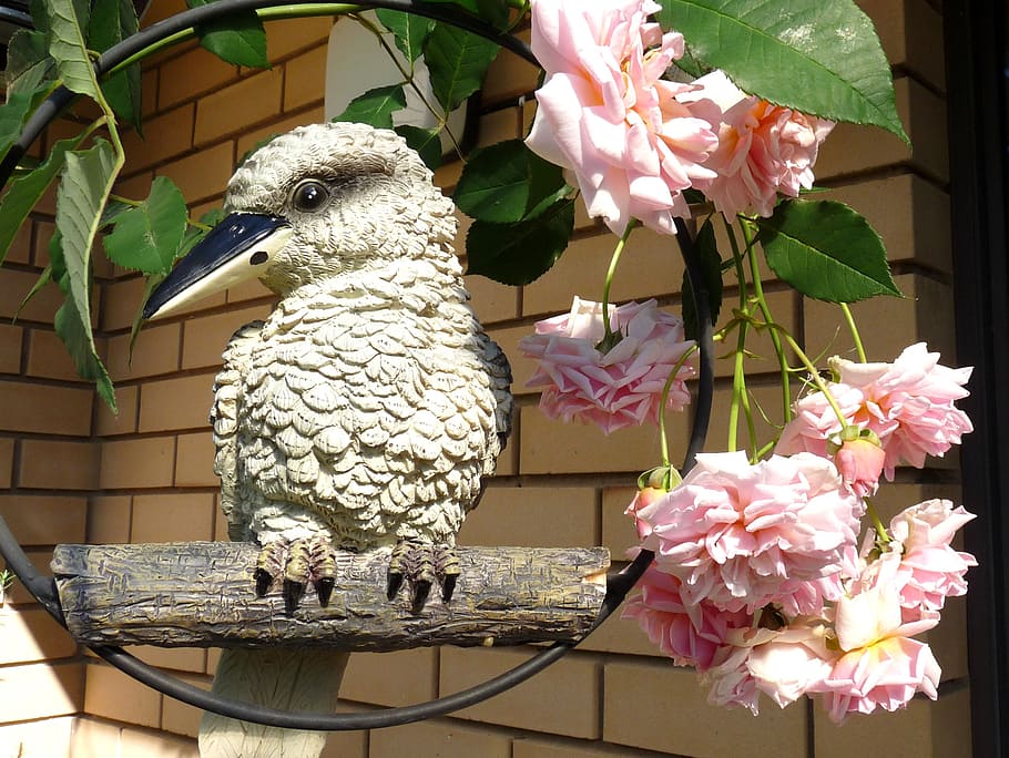 kookaburra, with, roses, bird, flower, flowering plant, vertebrate HD wallpaper