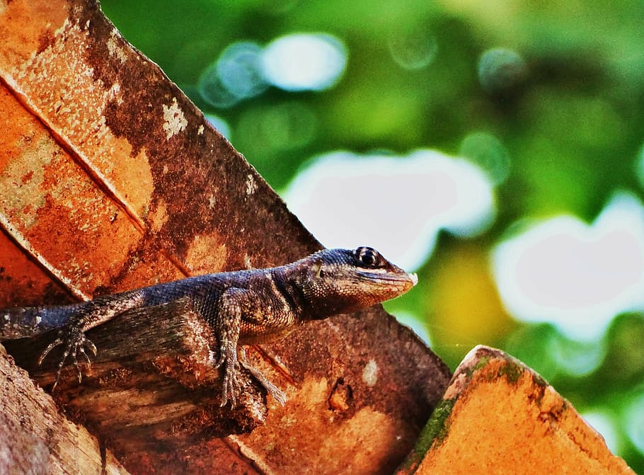calango, urban, roof, animal wildlife, animals in the wild HD wallpaper
