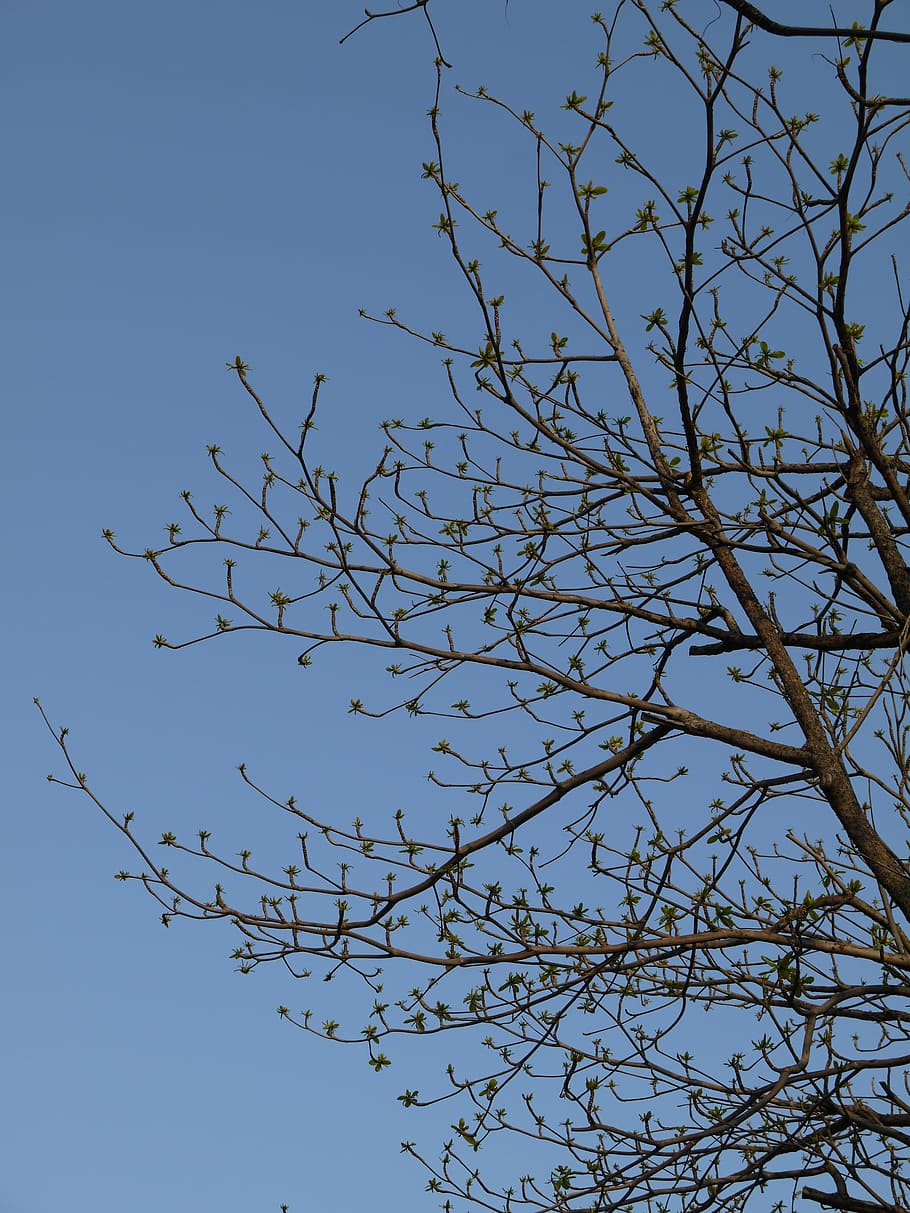 tree, branches, spring, sky, blue, low angle view, plant, clear sky HD wallpaper