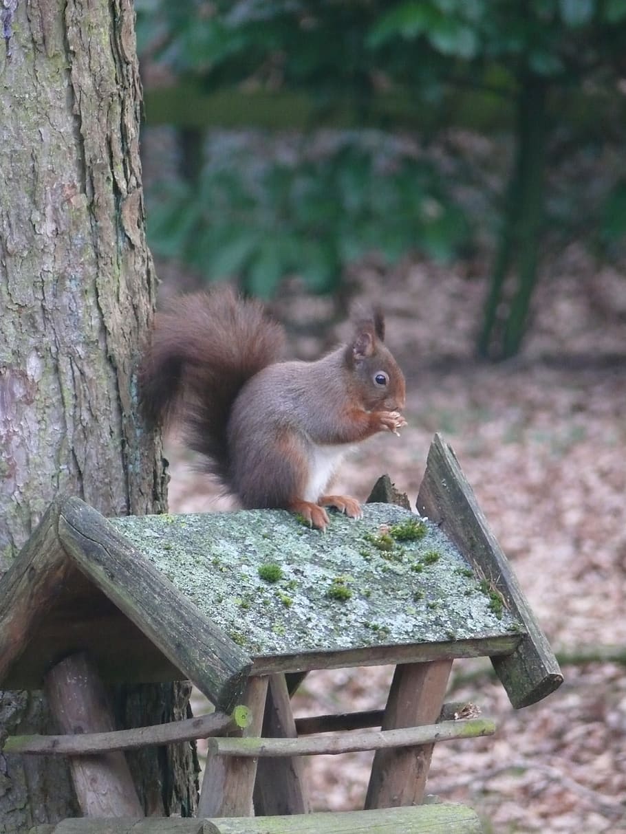 Squirrel, Nature, Forest, Rodents, animal, tree, cute, animals in the wild HD wallpaper