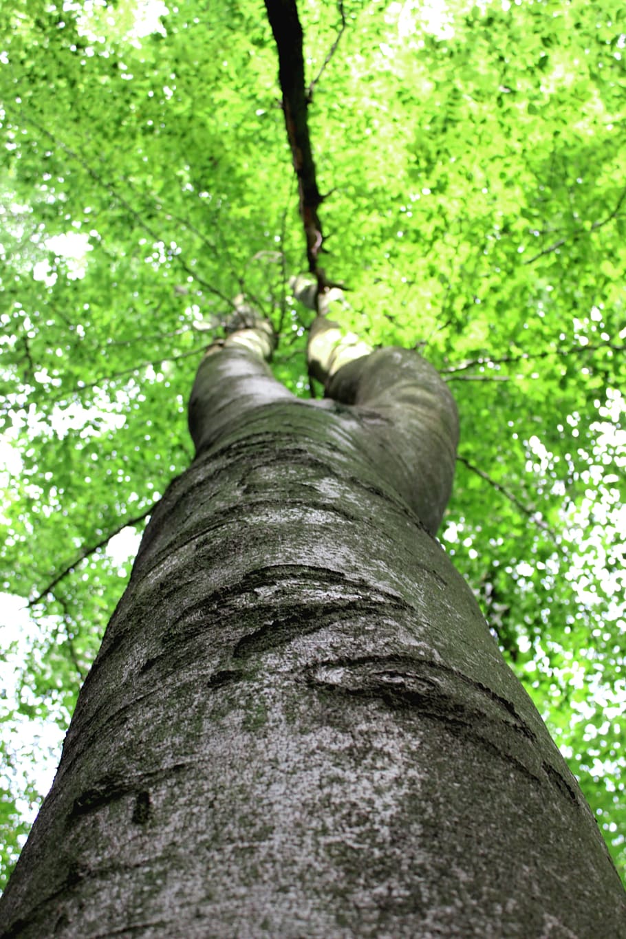 Tree, Tribe, Leaves, Beech, Crown, tree trunk, low angle view HD wallpaper