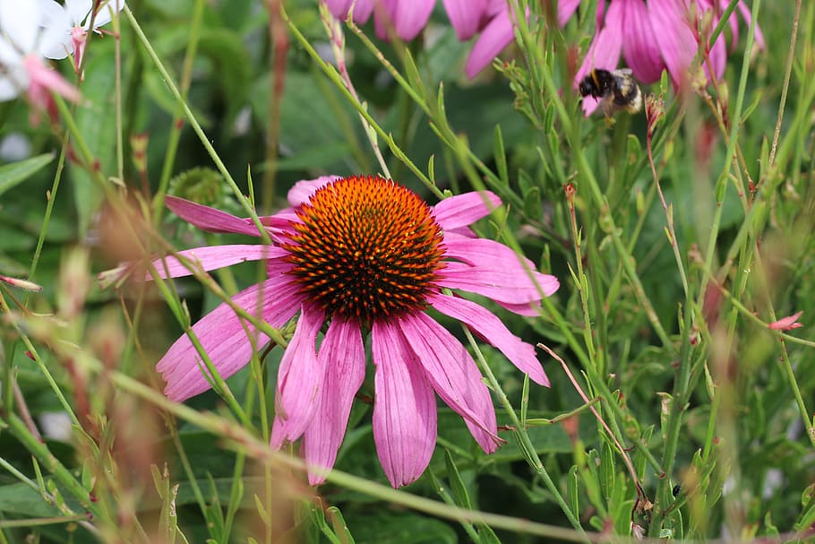 blossom, bloom, hummel, insect, pollination, flower, flowering plant HD wallpaper