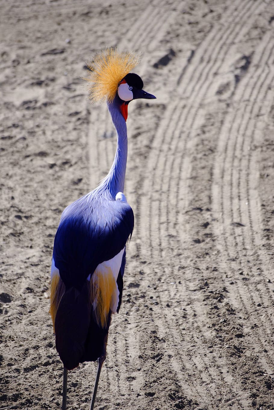 crane, bird, golden, vertebrate, animal themes, animals in the wild HD wallpaper
