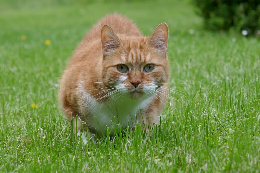 cat, red tomcat, mieze, mackerel, animal, pet, hangover watched HD wallpaper