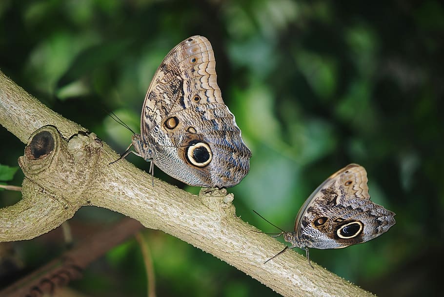 Calipo Eruriloctuin, Morpho Peleides, branch, limb, ramus, butterfly, HD wallpaper