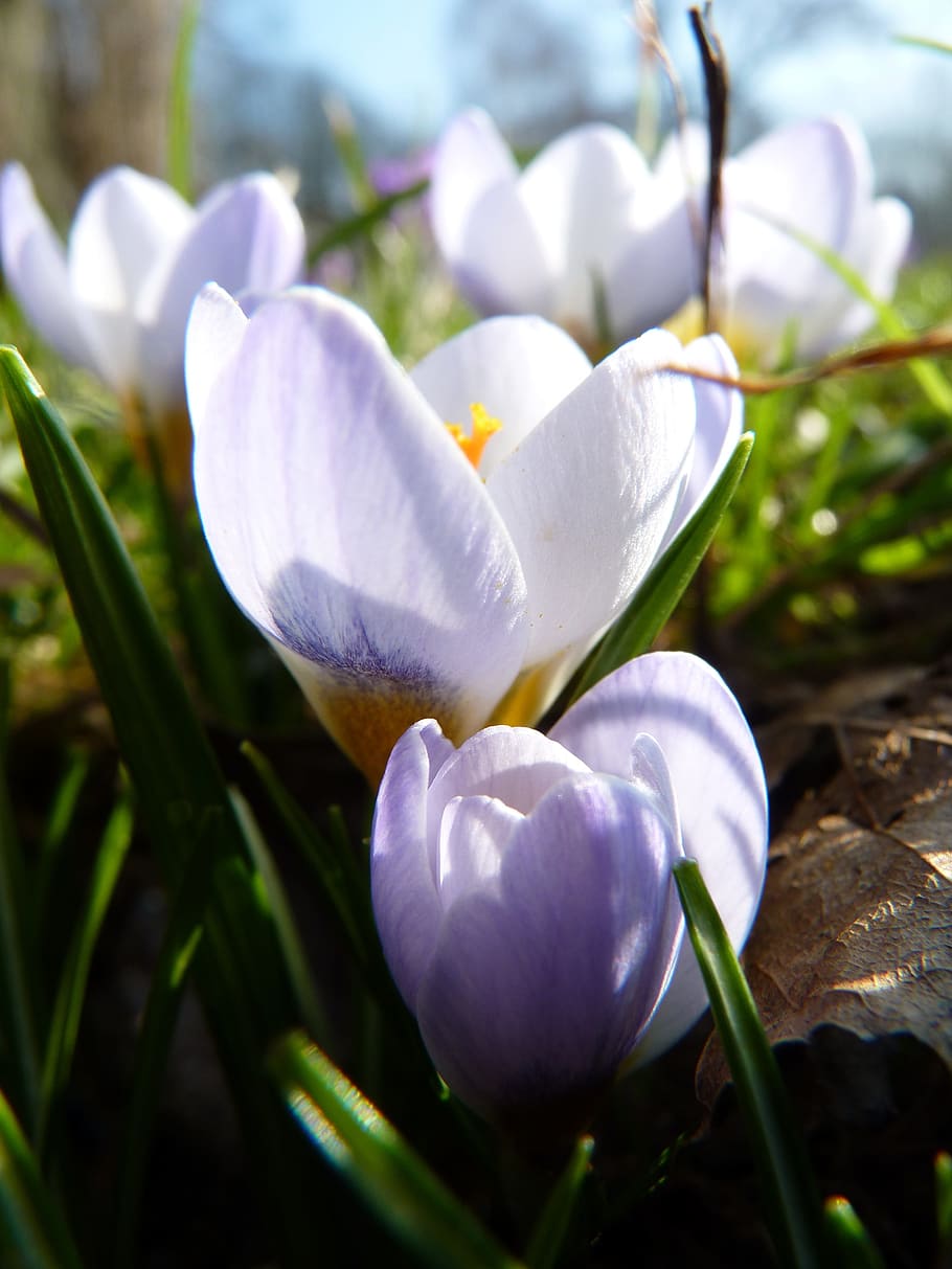 Crocus, Spring, Flower, Purple, Blossom, bloom, spring flower HD wallpaper