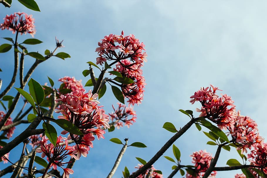 pink plumeria flowers in bloom at daytime, angle, photography HD wallpaper