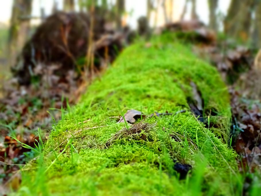 Moss, Lively, Fallen, Tree, fallen tree, animal themes, one animal HD wallpaper