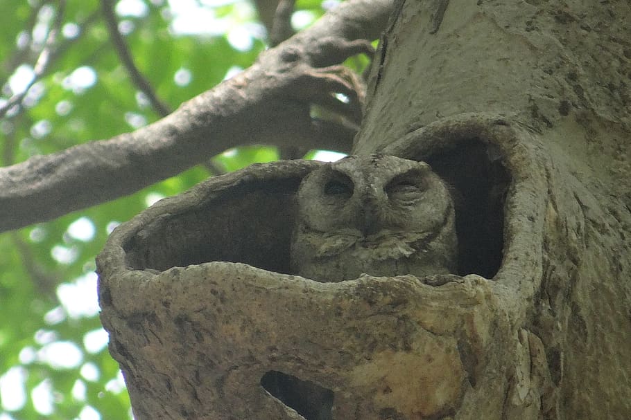 indian scops owl, otus bakkamoena, strigidae, tree hollow, niche, HD wallpaper