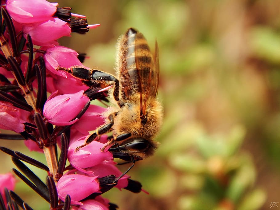 bokeh shot of yellow and brown bee, macro, spring, nature, garden HD wallpaper