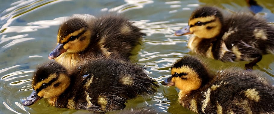 Mallards, Chicks, Swim, Small, baby, cute, sweet, funny, water bird