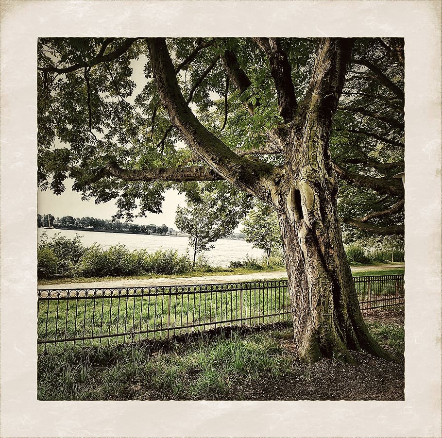 tree, elbe, hamburg, plant, no people, tree trunk, nature, tranquility HD wallpaper