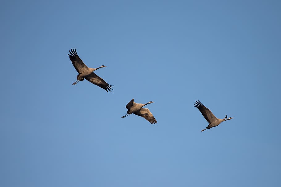 crane, fall, crane bird, flight, pass, nature, migrating bird HD wallpaper