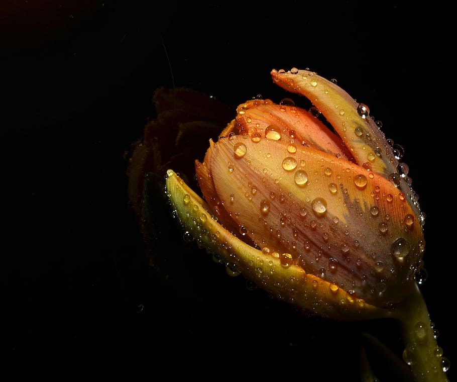 yellow tulip with water droplets closeup photography, orange HD wallpaper