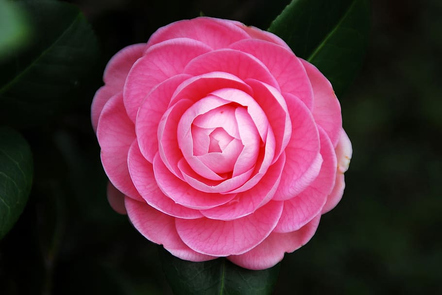 shallow focus photography of pink flower, camellia, plant, nature, HD wallpaper