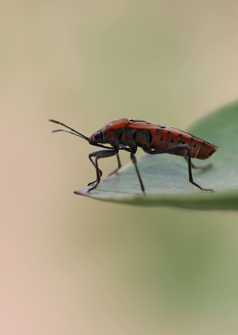 bug, insect, nature, fly, wing, macro, creature, cute, animal themes HD wallpaper