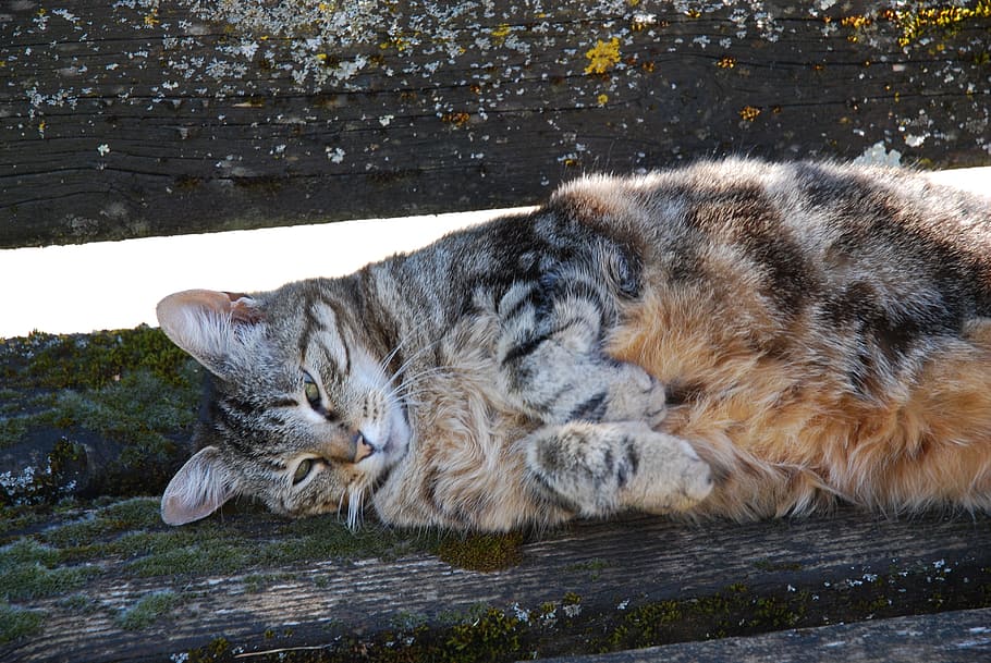 Cat, Bench, Garden, one animal, animal themes, water, day, no people HD wallpaper